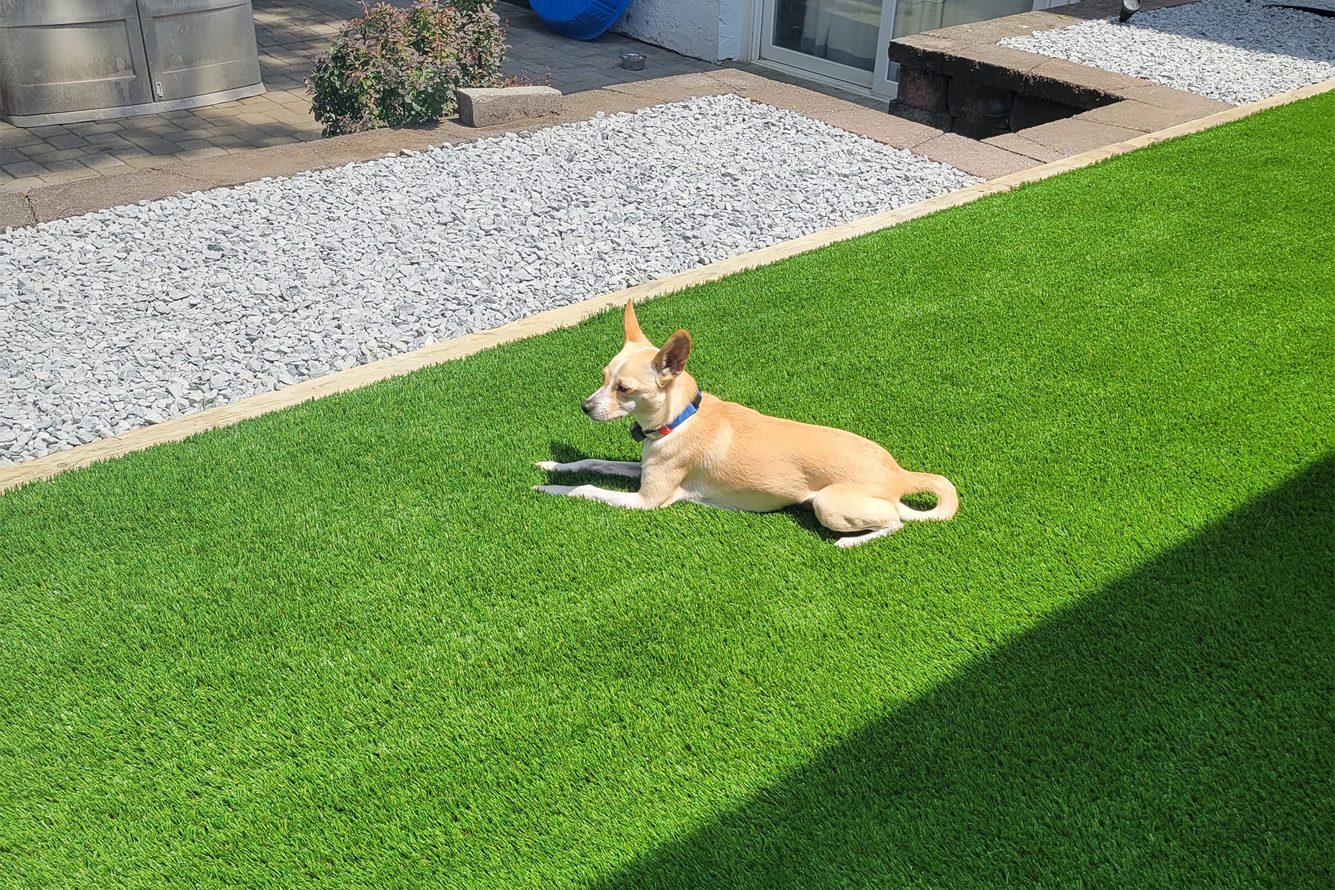 Pet friendly artificial turf installation in Fort Worth TX